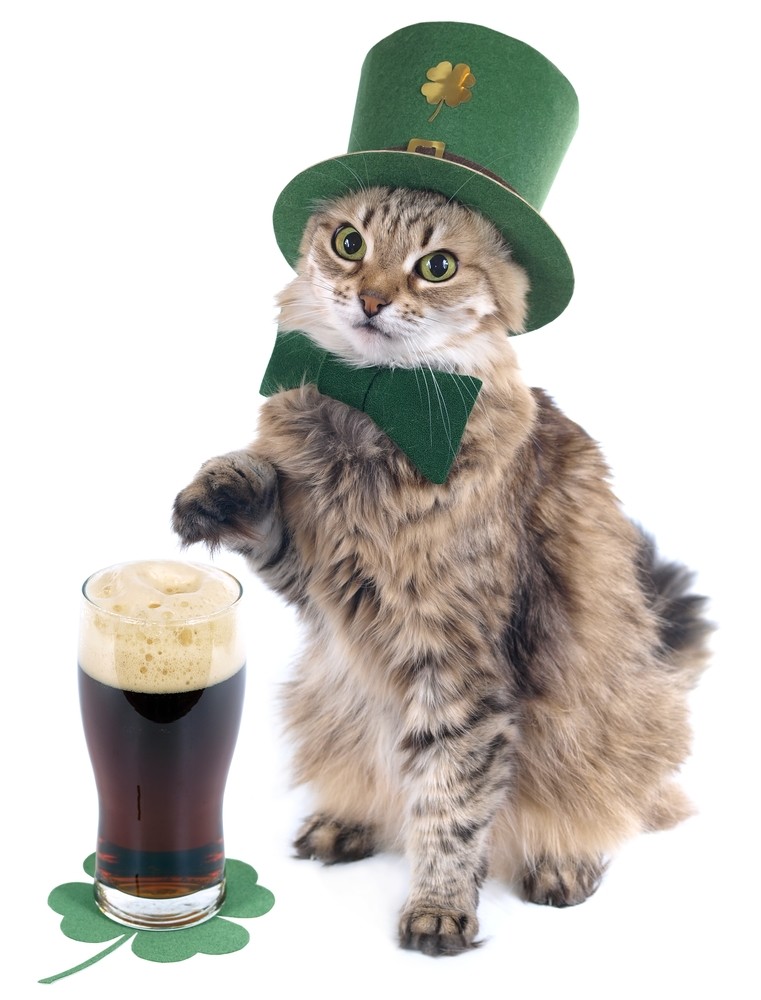 Dogs Cats Who Are Ready For St Patrick S Day Her Campus