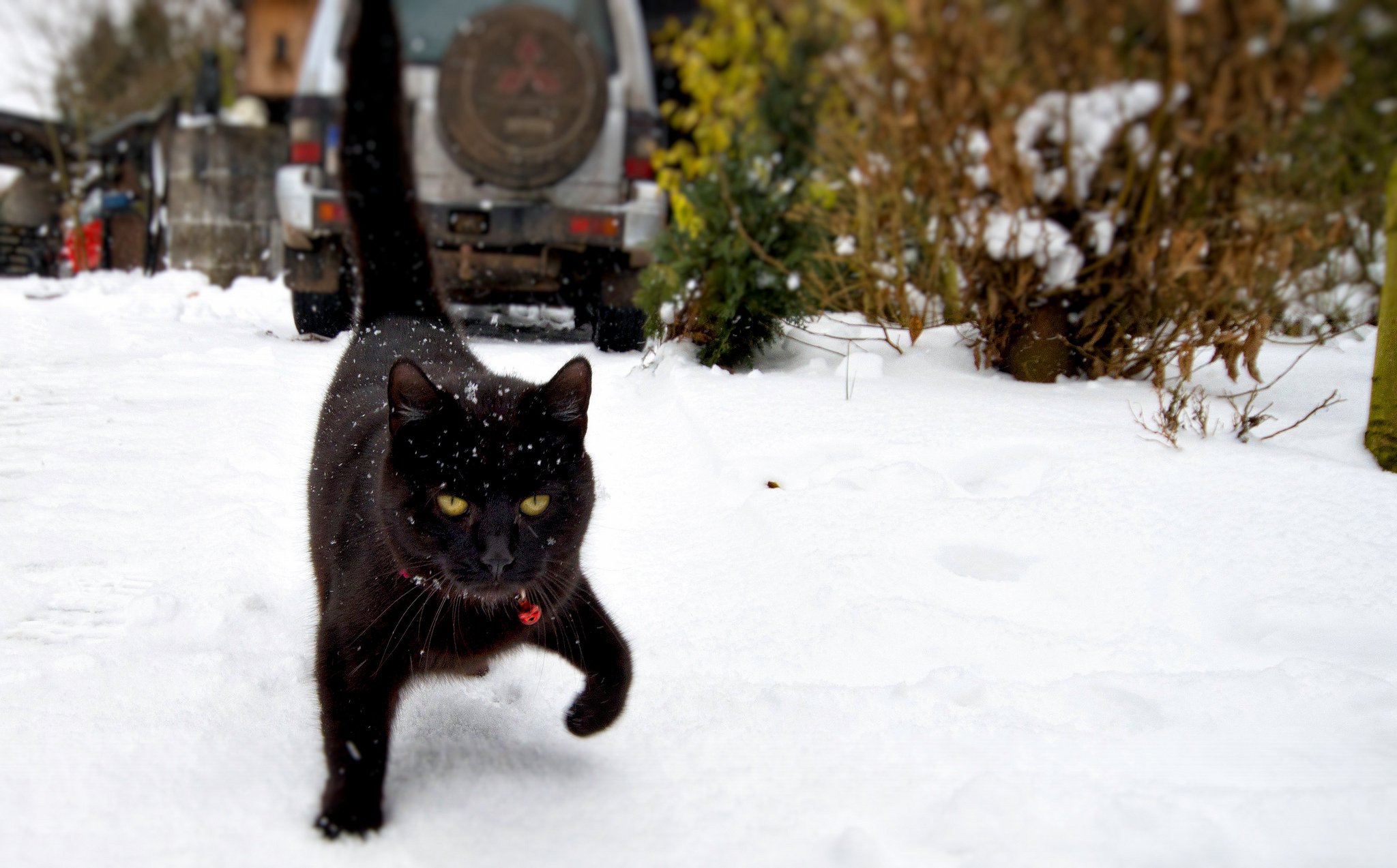 Black cat walks on the snow wallpapers and images   wallpapers