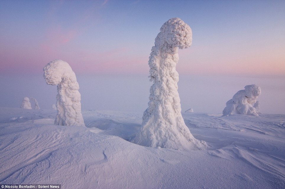 Eth Amazing Photos Of Arctic Circle Trees Look Like An Alien World