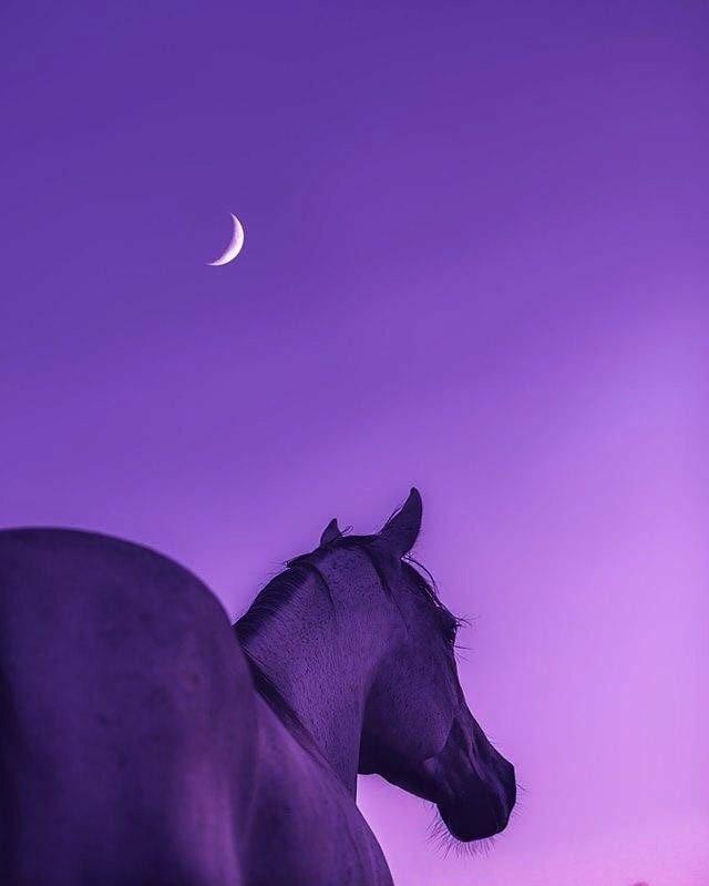 Horse Aesthetic Wallpaper Cute Pictures