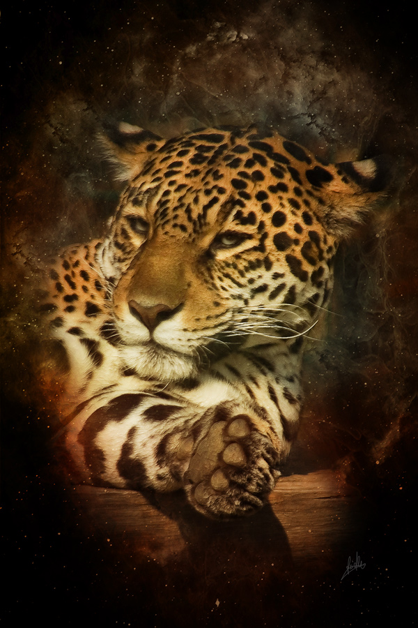 Go Back Gallery For Jaguar Animal Wallpaper