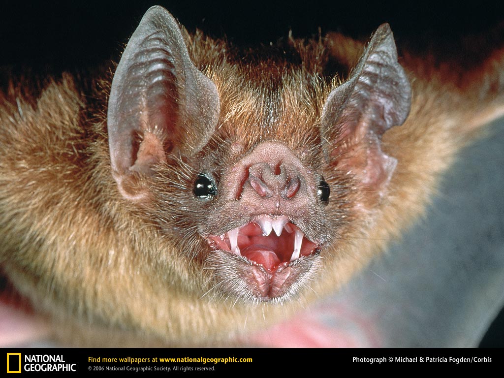 Vampire Bat Picture Desktop Wallpaper