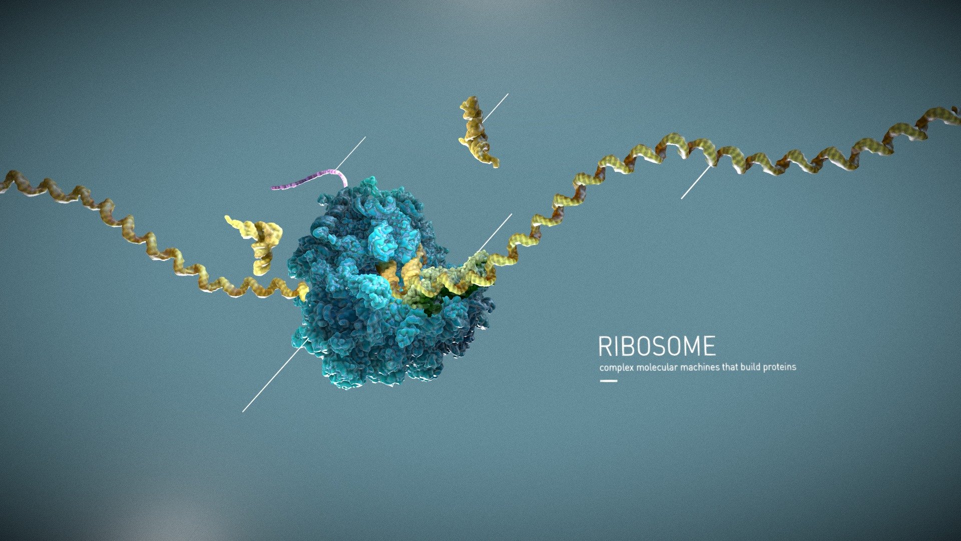 Ribosome   3D model by Madmicrobe [2df1aee]   Sketchfab