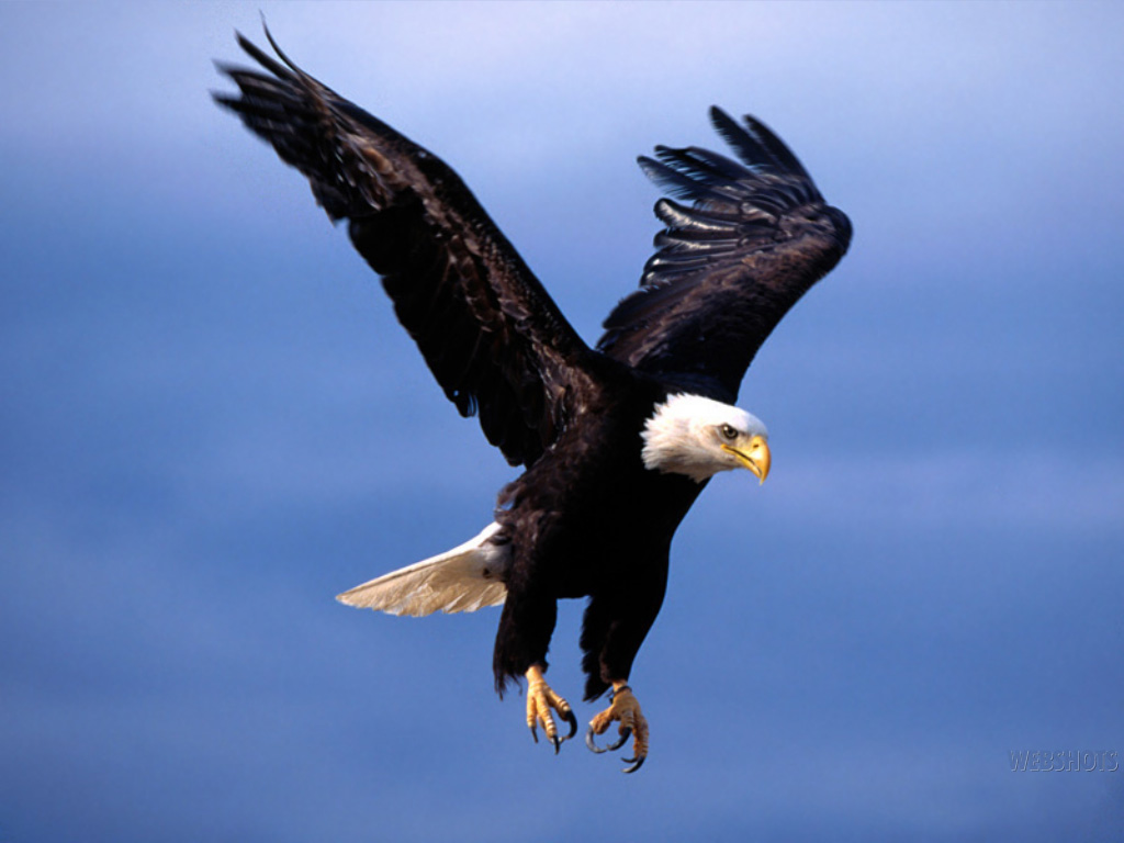 flying eagle wallpaper