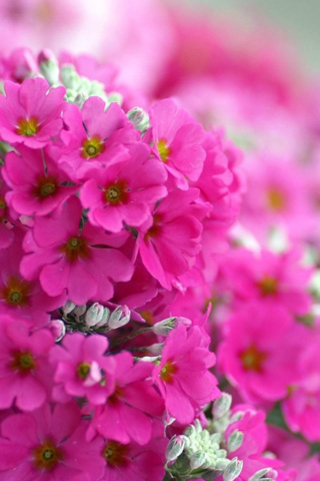 Pink Spring Flower iPhone HD Wallpaper