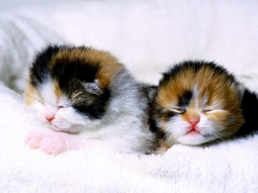 Sleeping Cute Kittens Wallpaper