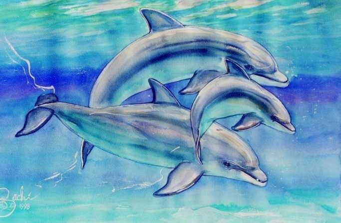 Dolphin Graffitti Blue Swim Water Picture And Photo
