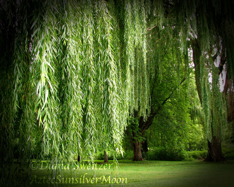 The Haunting Weeping Willow Tree Fine Art By Winddancephotography