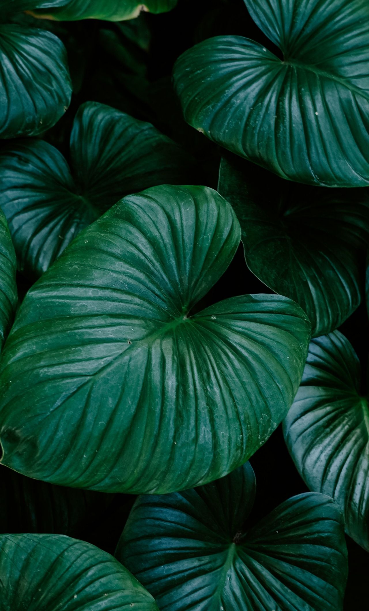 Wallpaper Flora Green And By Thadeus37