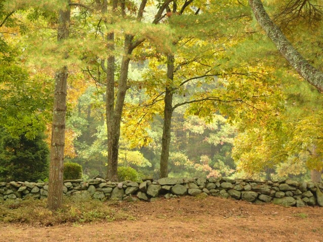 New England Stone Wall in Autumn   Pete Browns 10remnet