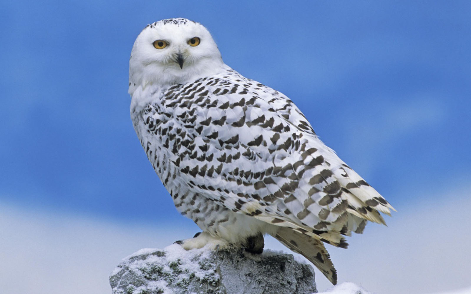 White Owl Wallpaper Desktop