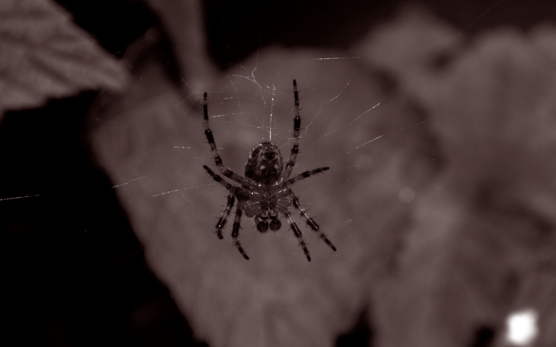 Spider Wallpaper Creepy Desktop