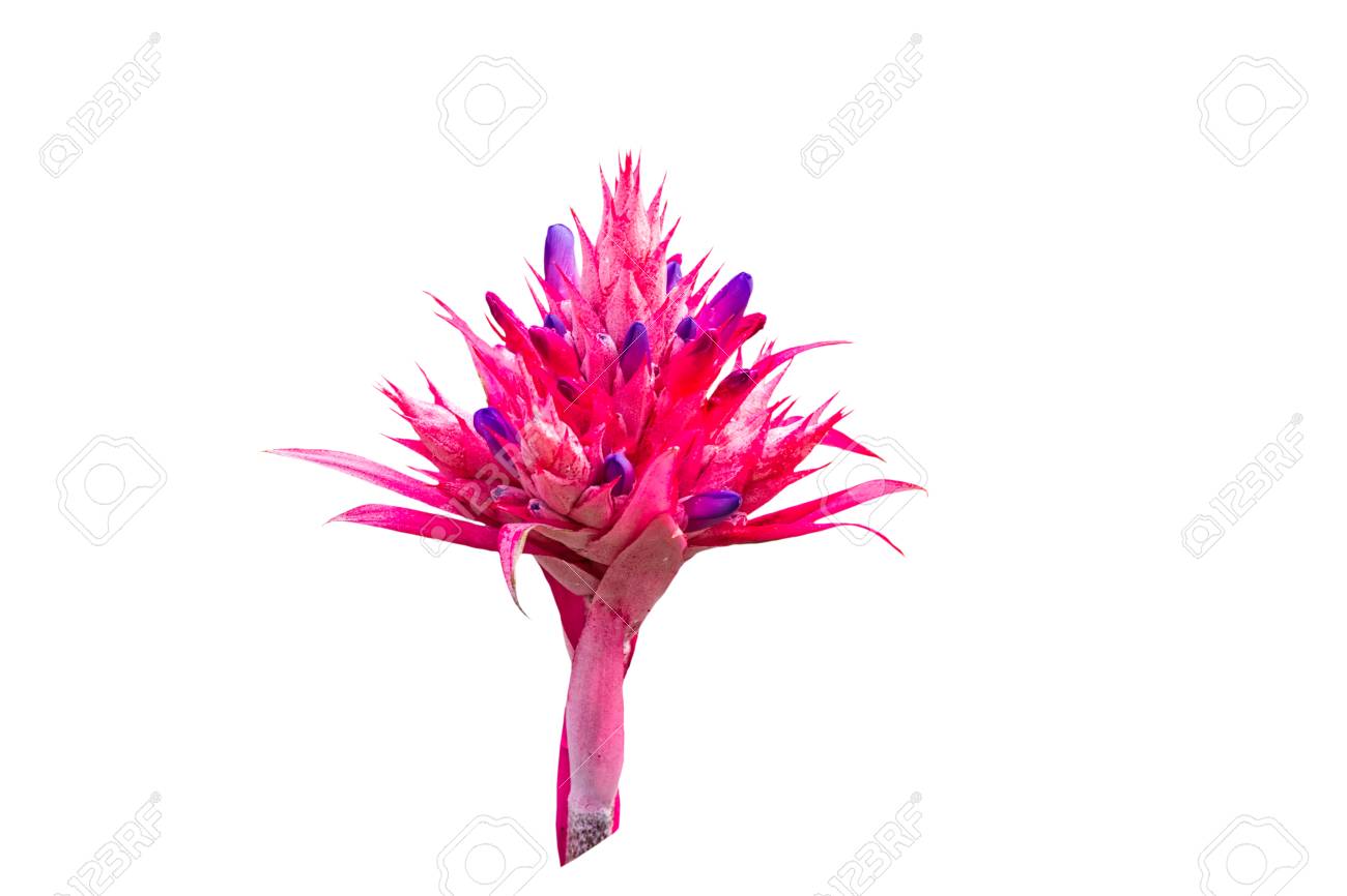 Colorful Of Pink Bromeliad Flower Isolated On White Background