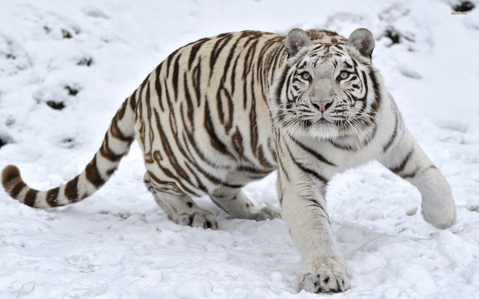 White Tiger In The Snow Wallpaper Animal