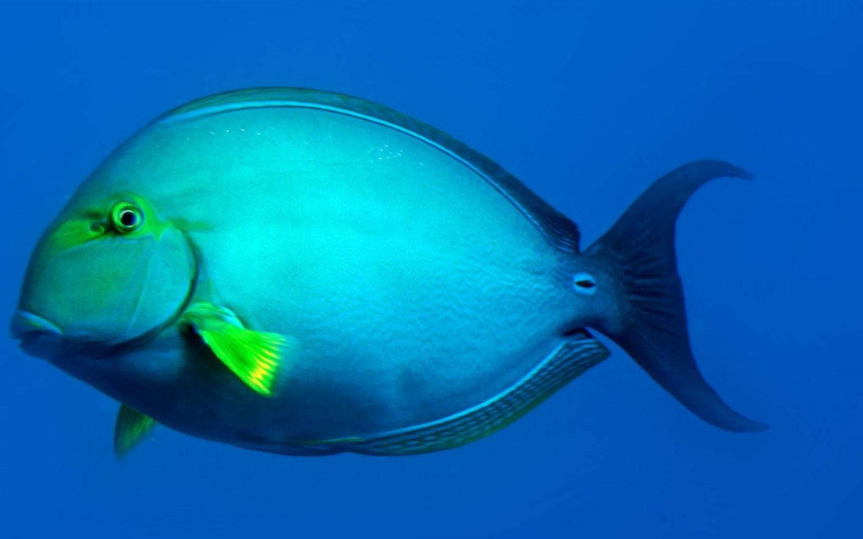 High Definition Ocean Fish Desktop Background Wide