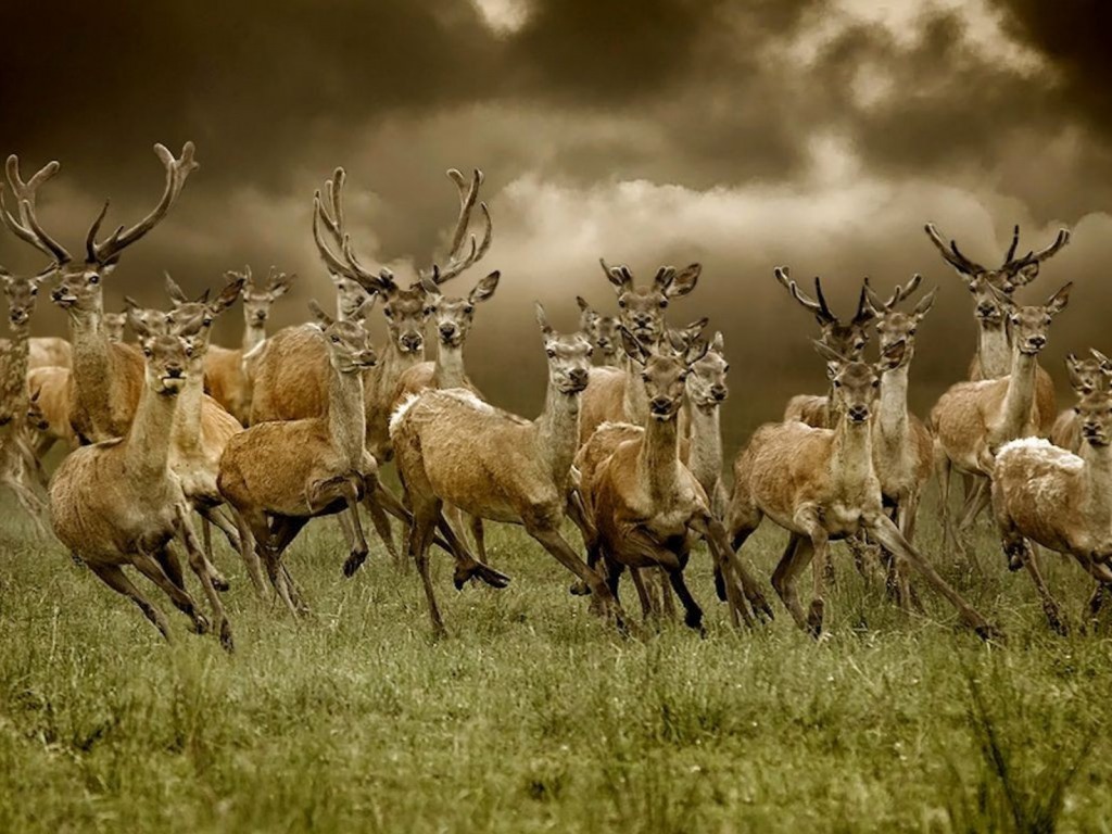 Free download deer wallpaper [1024x768] for your Desktop, Mobile & Tablet |  Explore 48+ Deer Background Wallpaper | Deer Hunting Wallpaper, Mule Deer  Wallpaper, Whitetail Deer Backgrounds