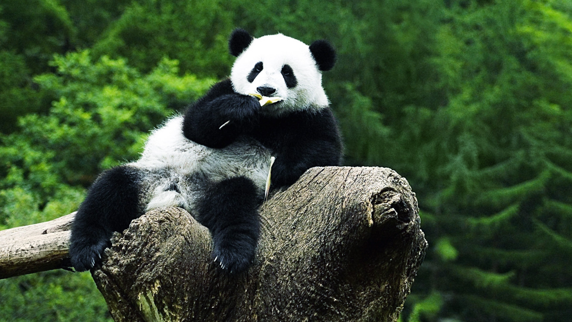 Panda Bear Wallpaper HD