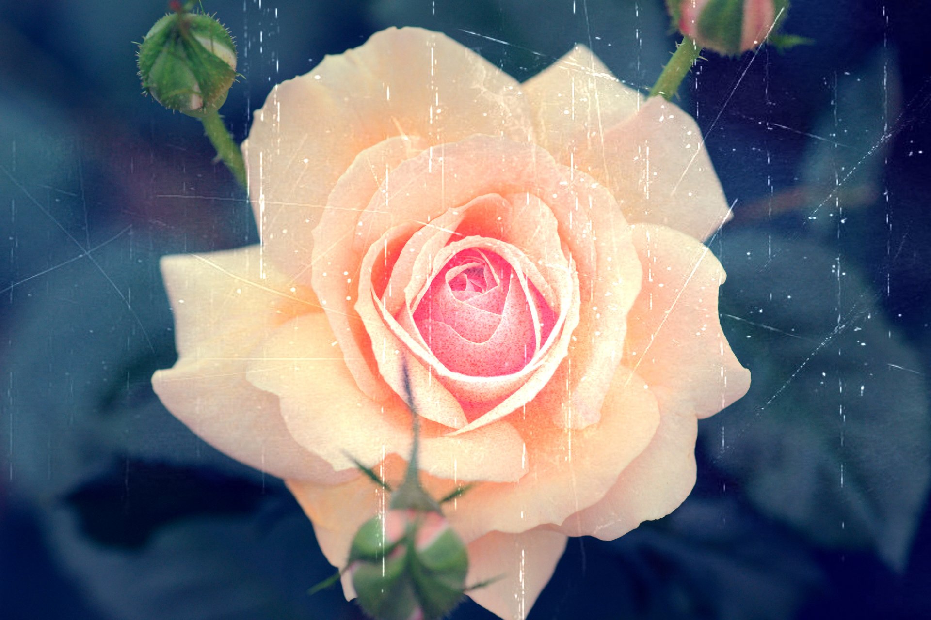 Nature Rose HD Wallpaper