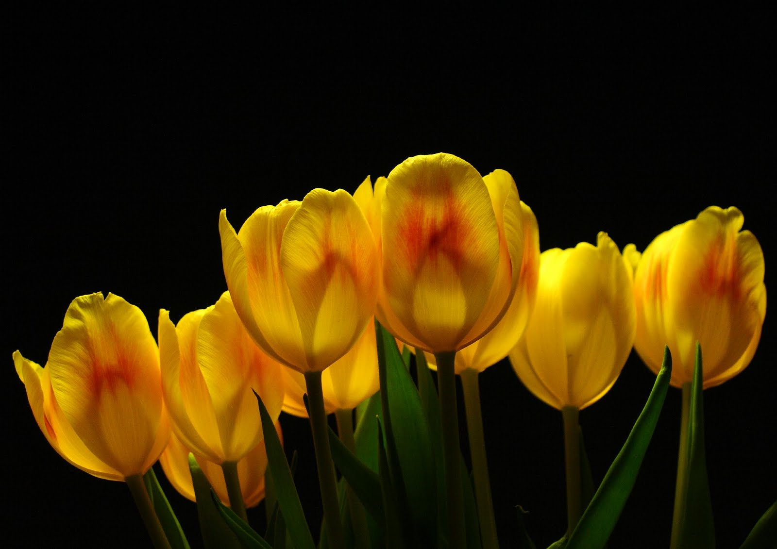 Tulips Flower Desktop Background