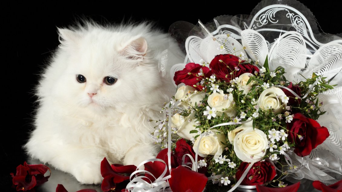 White Cat With Bushy Fur Near A Bouquet Of Roses