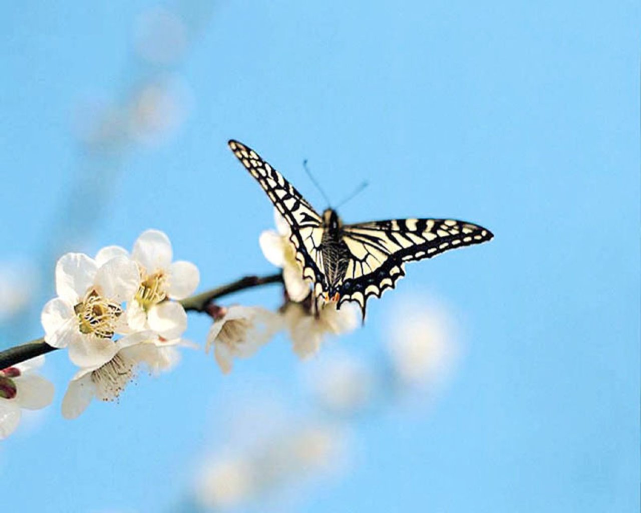 Бабочка В Небе