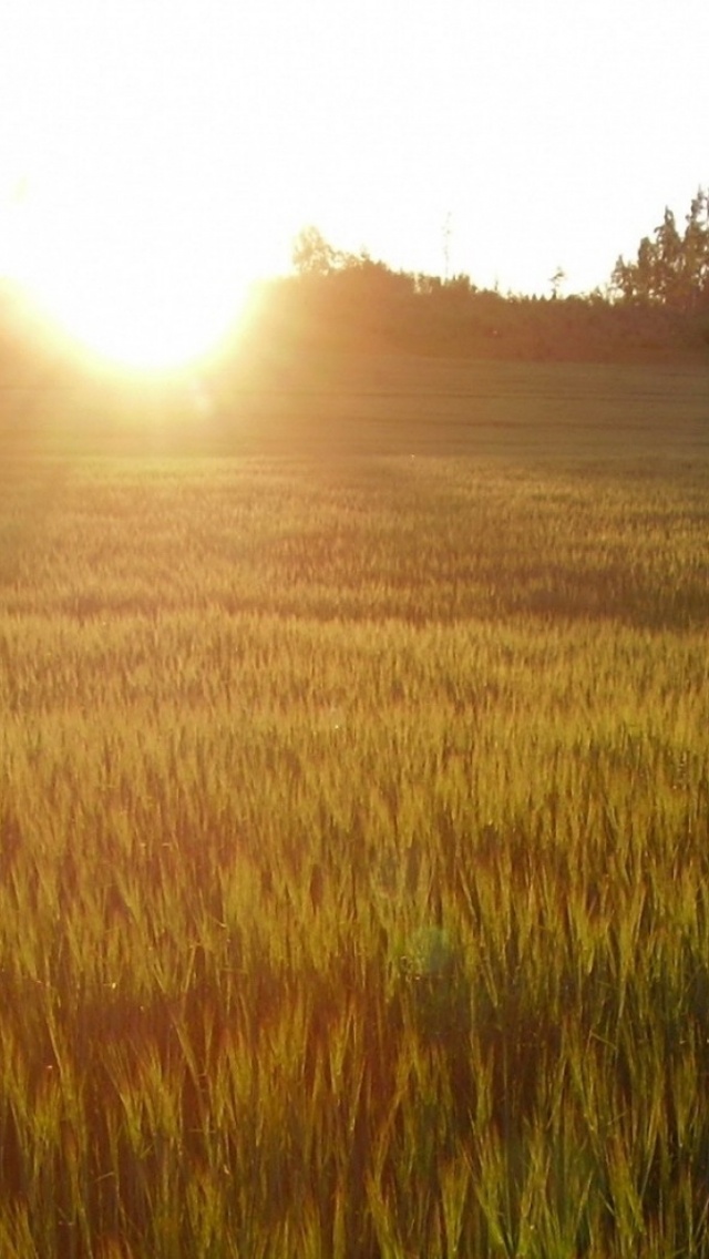 Sunset Over Wheat Field HD Wallpaper