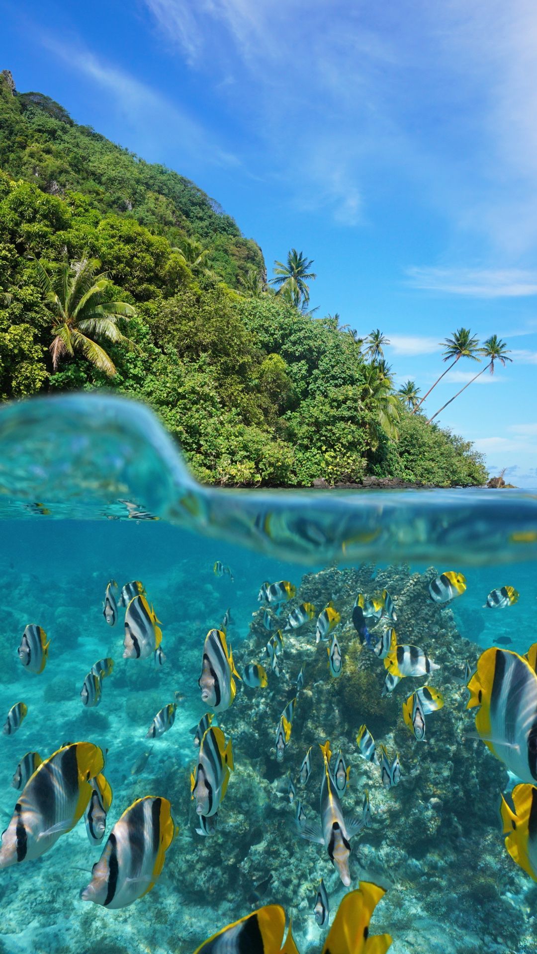 A vibrant coral reef teeming with colorful fish, with a lush tropical island in the background