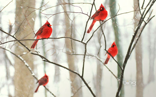 Bing Male Northern Cardinals In The Snow Image For iPhone