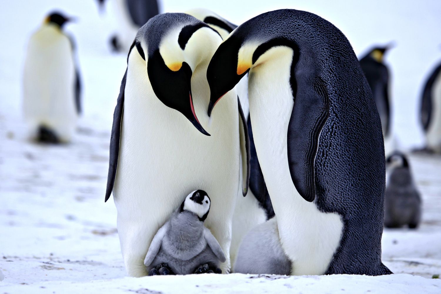 Cute Penguin Wallpaper Penguins Baby Emperor