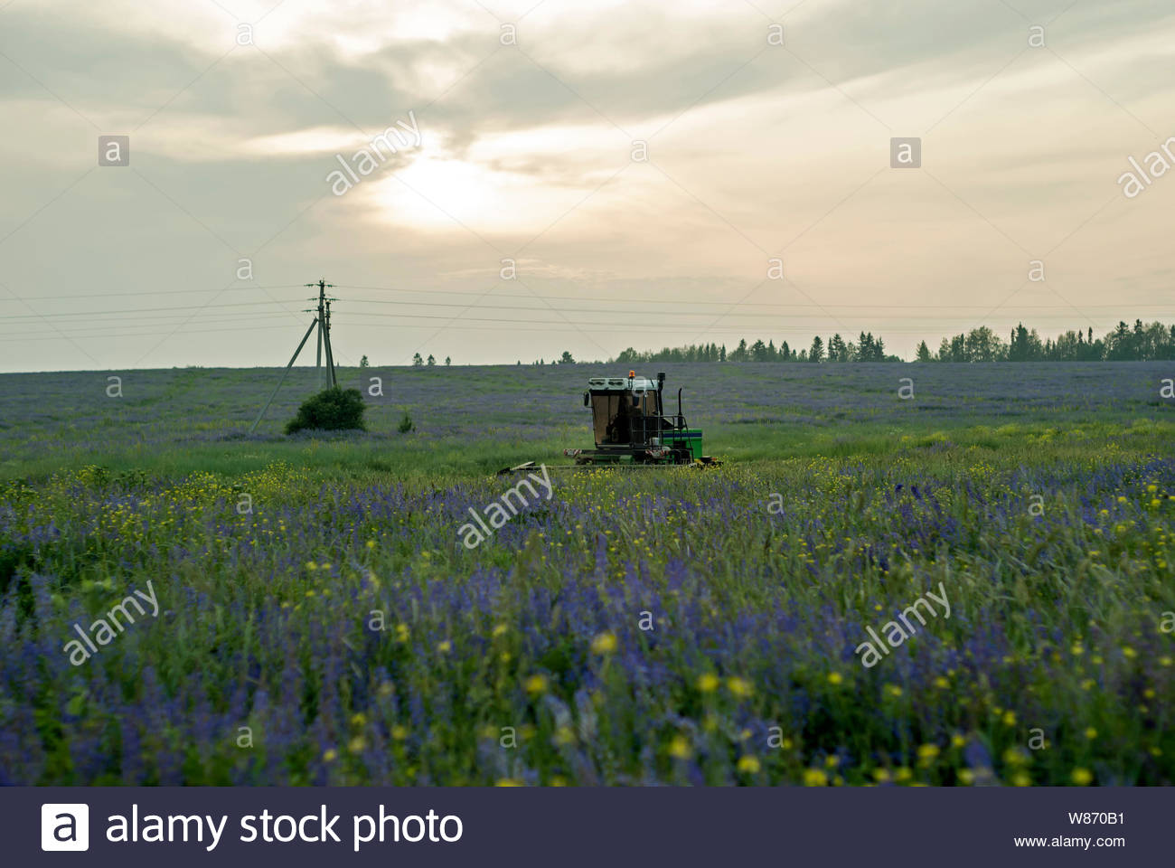 Pastoral Landscape With A Flowering Meadow And Machine For
