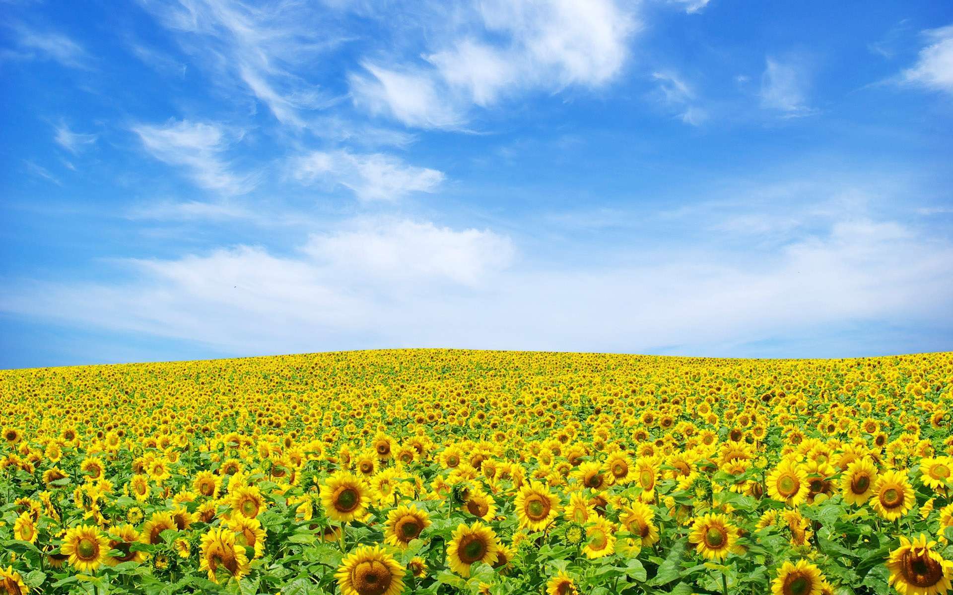 Wallpaper Sunflower Landscape HD 1080p Upload At March