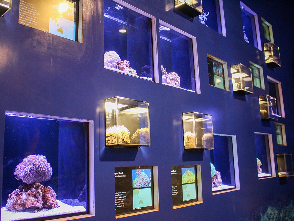 Waik K Aquarium Rolls Out New Exhibit Honolulu Family