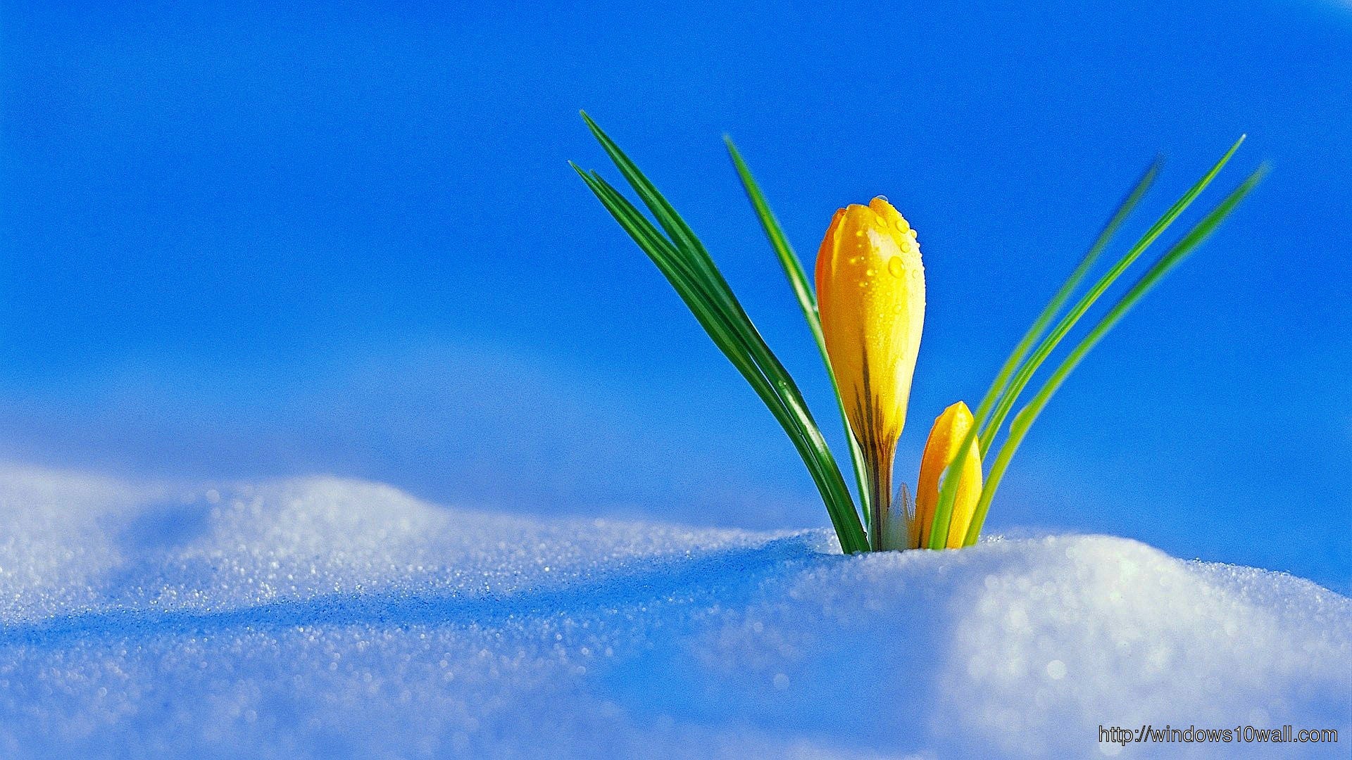 Flowers In Winter Snow Wallpaper