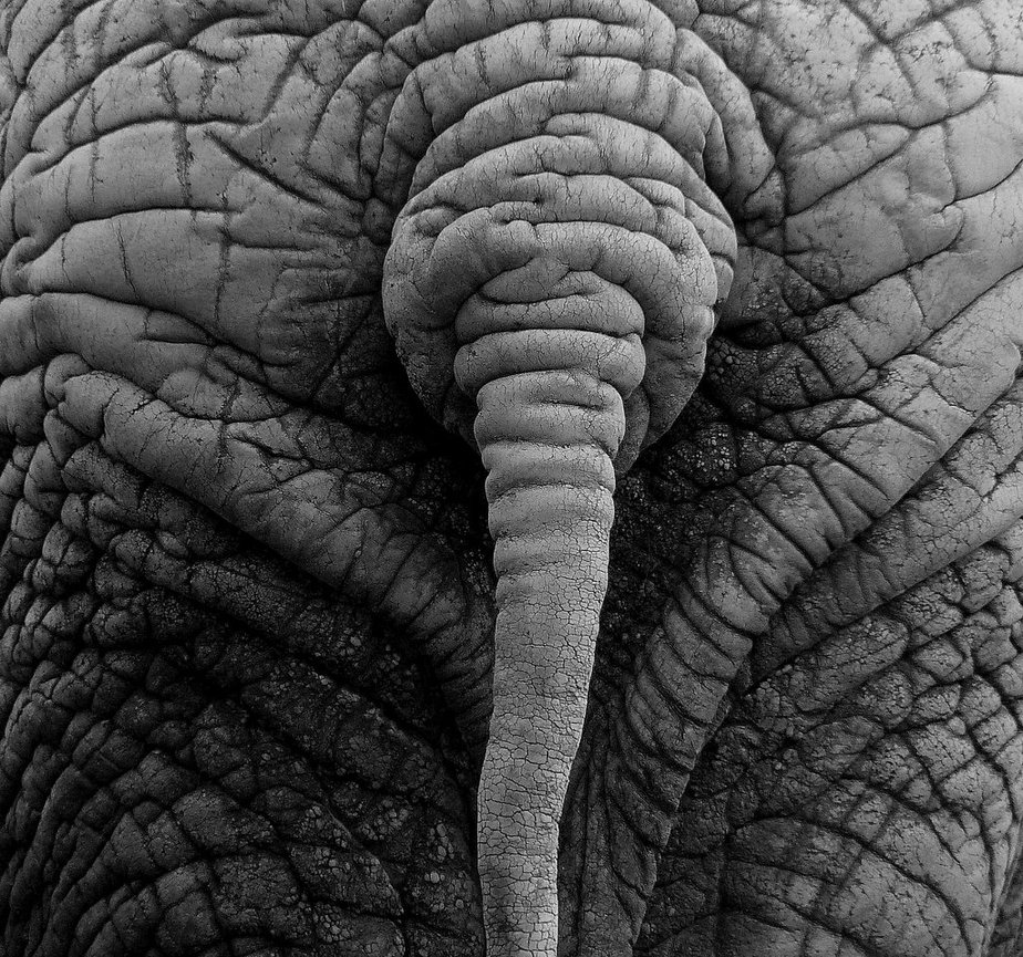 Elephant Skin By Alouette Photos