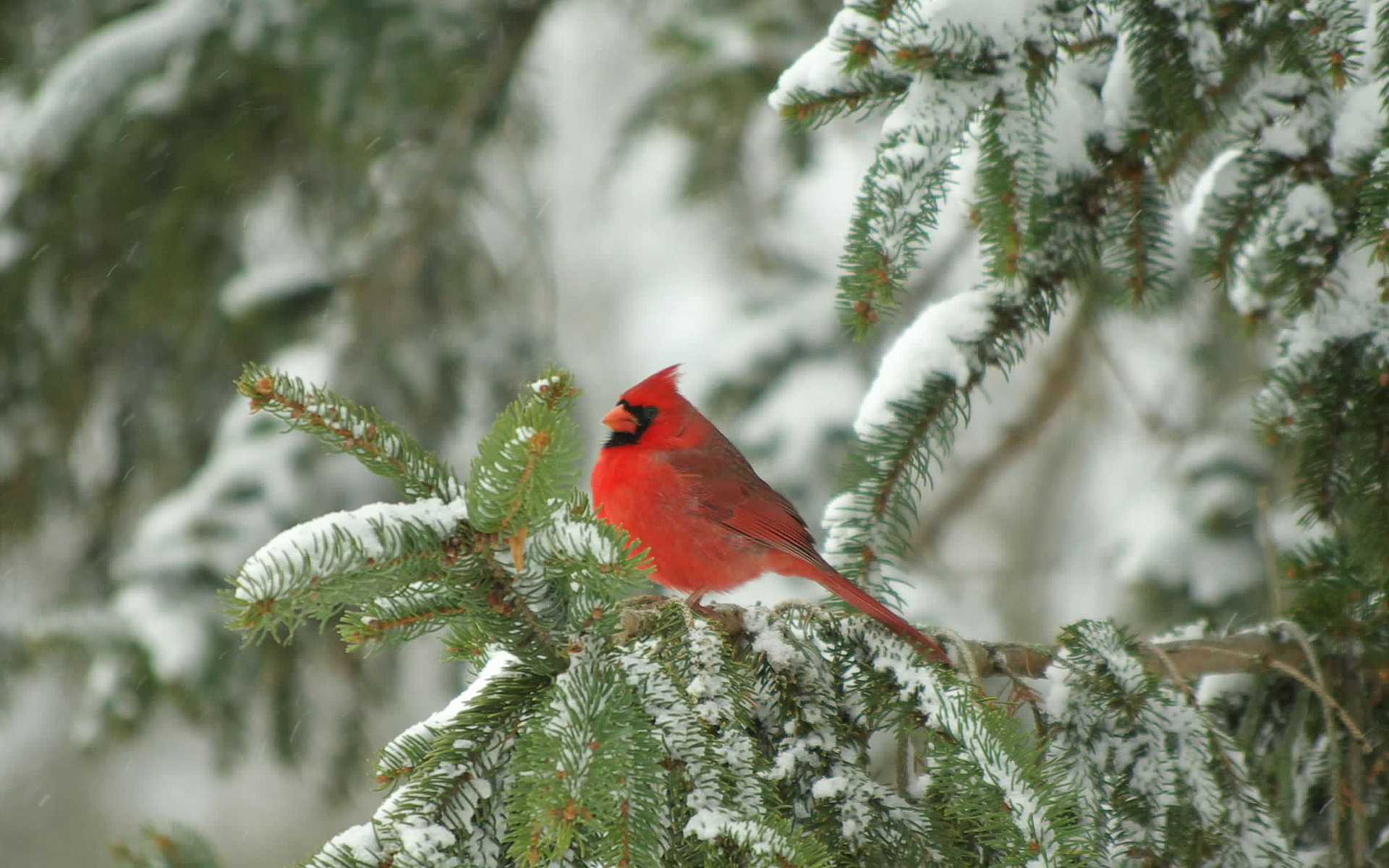 Red Cardinal Bird On White Christmas Tree HD Wallpaper Car Pictures