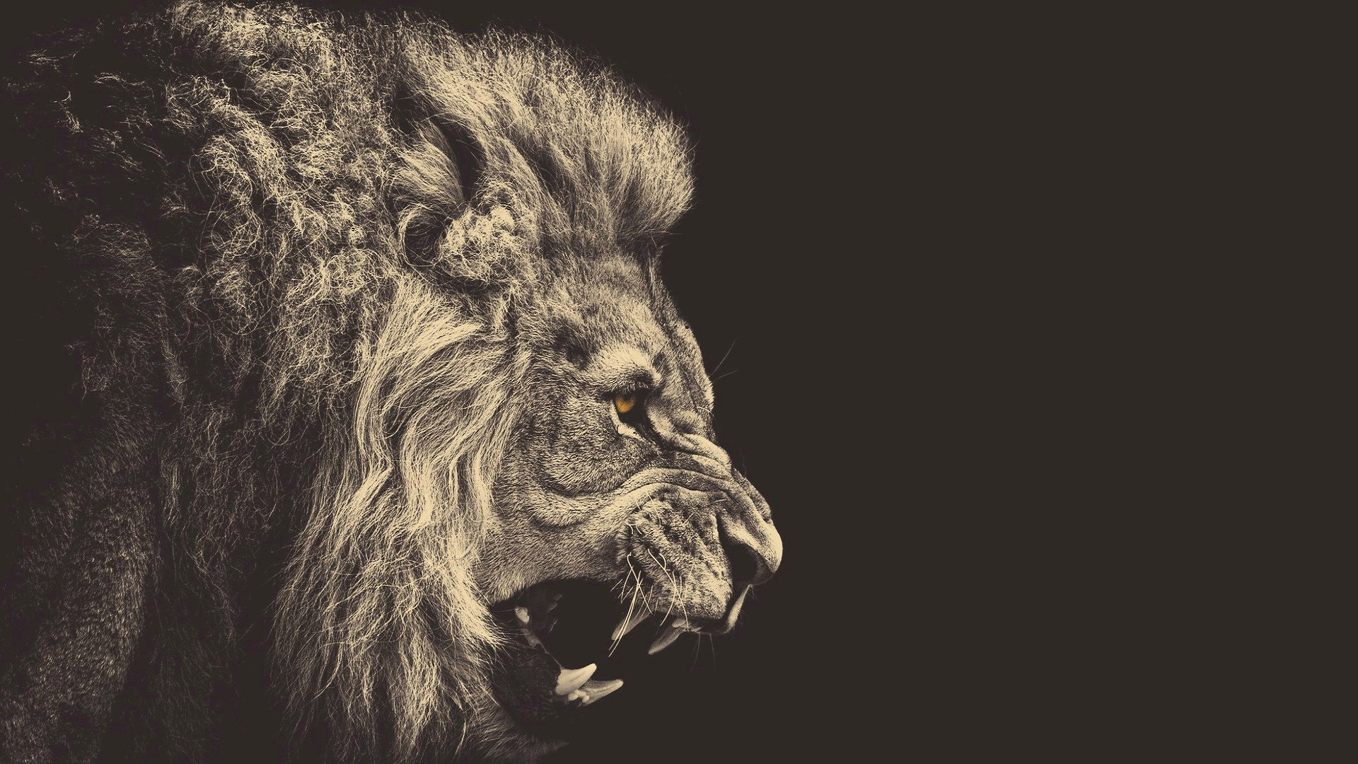 Angry Lion Wallpaper