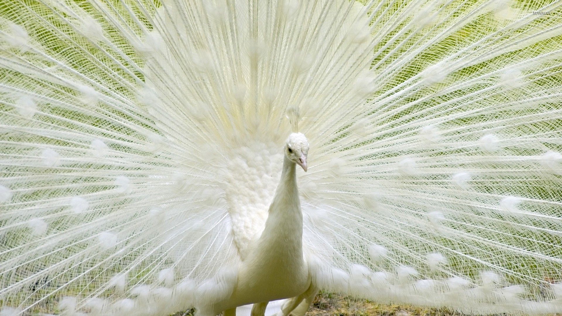 White Peacock Wallpaper Animal