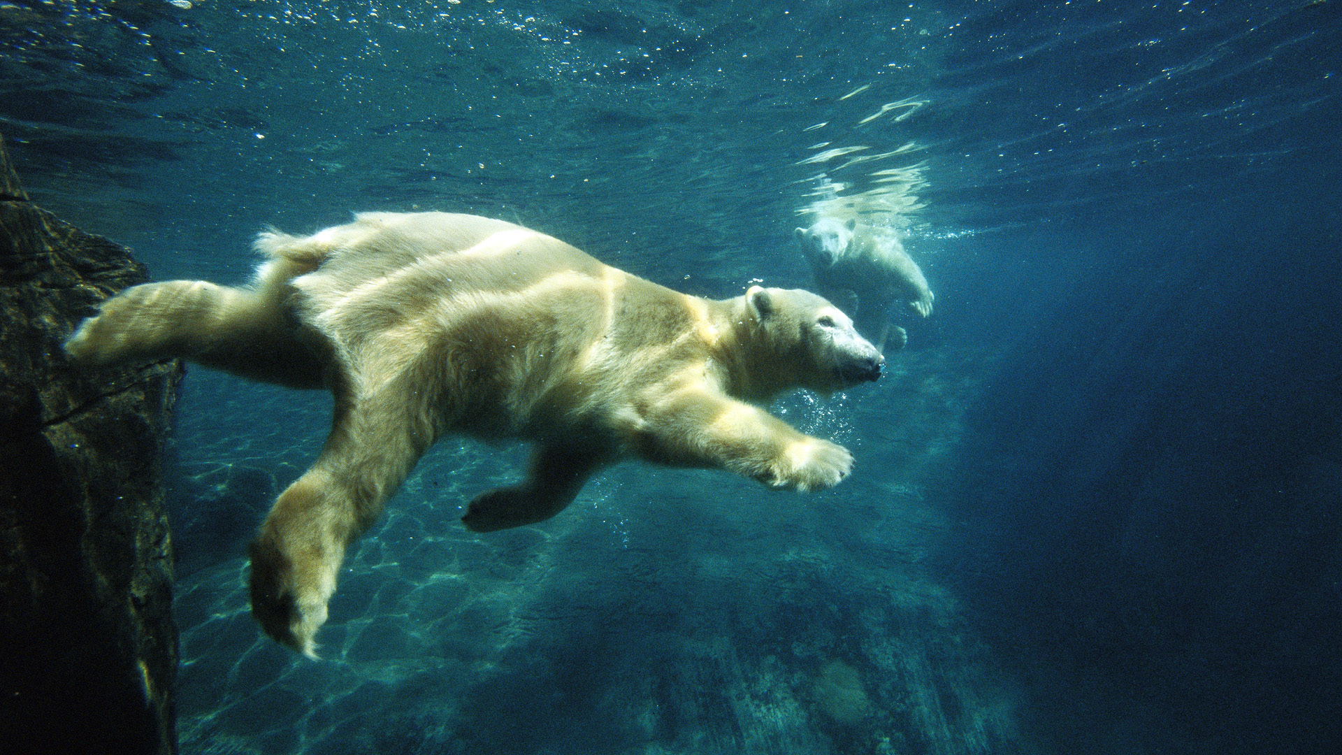 Wallpaper Polar Bear Swimming Underwater Animals
