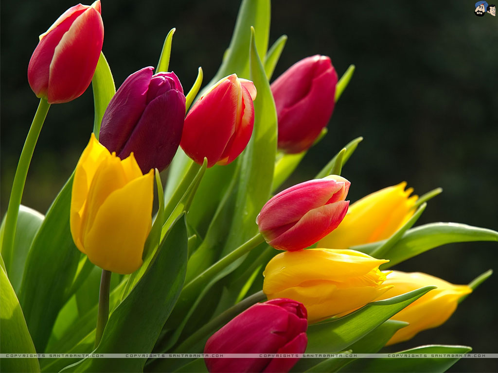 🔥 [46+] Free Tulip Wallpaper Screensavers | WallpaperSafari