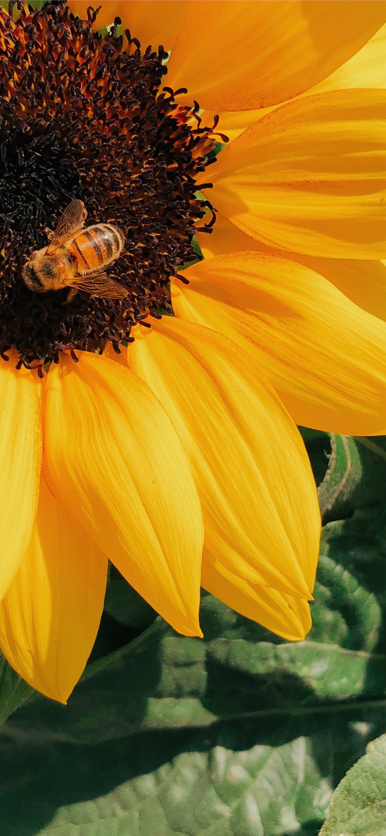 Best Sunflower iPhone HD Wallpaper