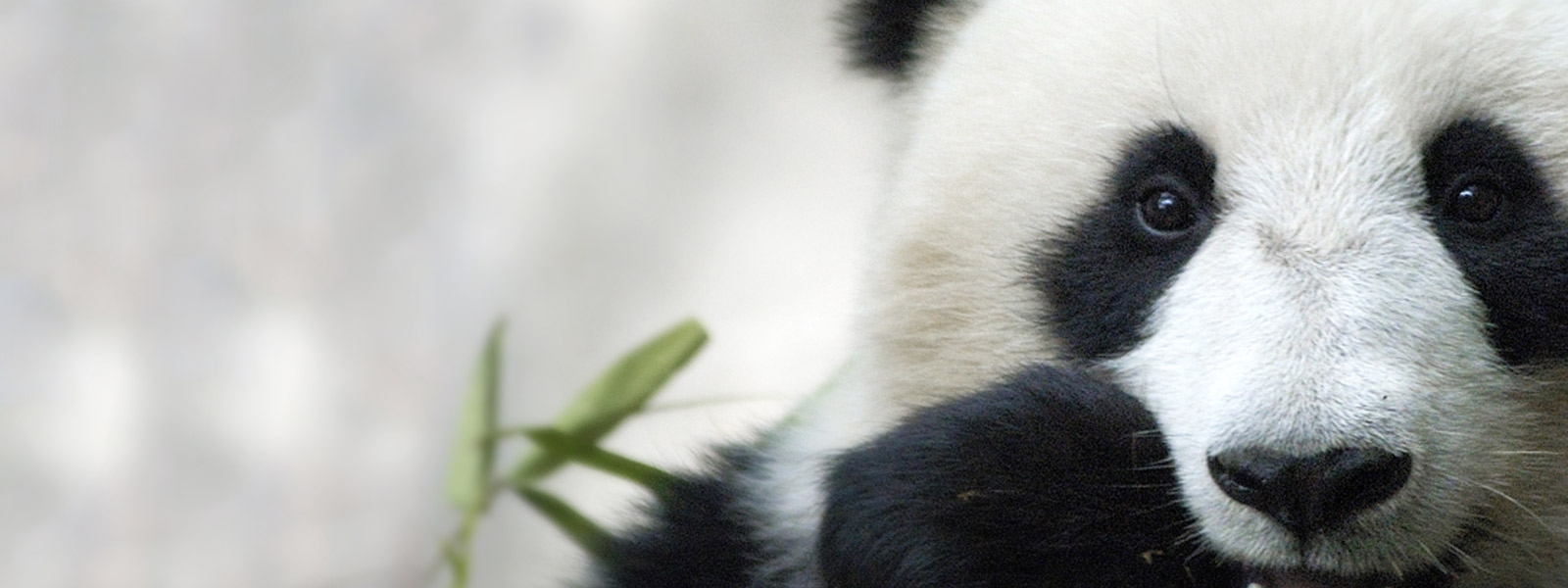 World Wildlife Fund Wallpaper Wwfs Way Of Conserving