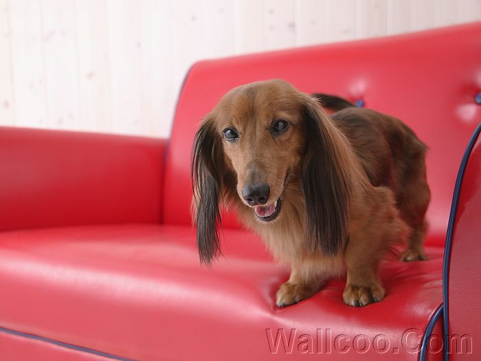 Free Download Longhaired Dachshund Puppy Wallpaper Cuddly