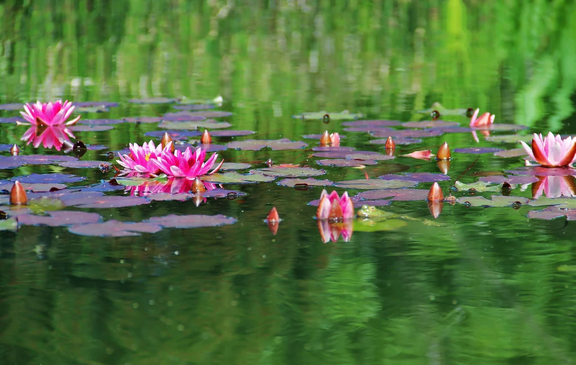 Pond Wallpaper S