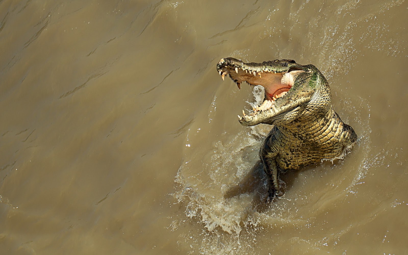 Crocodile standard 4:3 wallpapers hd, desktop backgrounds 1280x960, images  and pictures