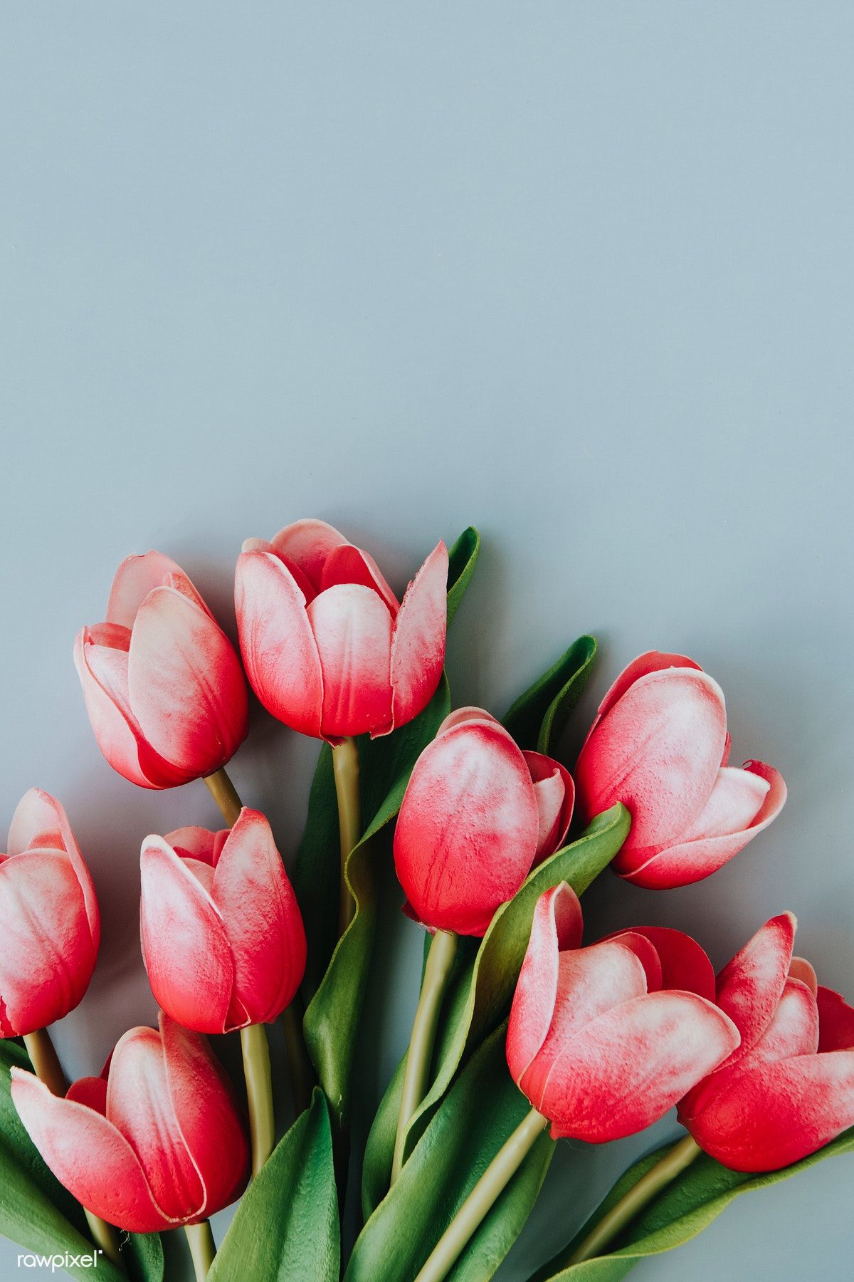 Premium Photo Of Red And White Tulip On Blank Blue