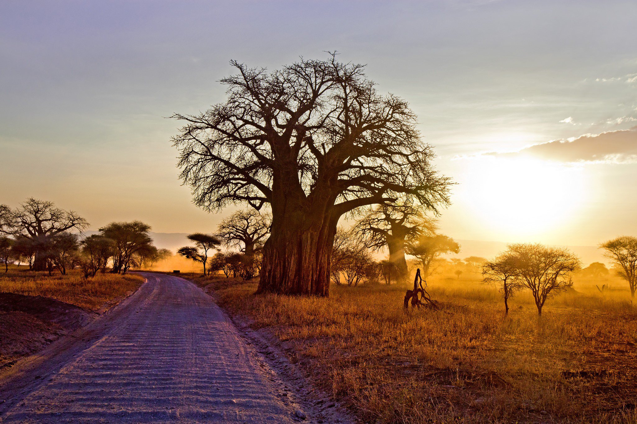Baobab Tree Wallpaper And Background Image