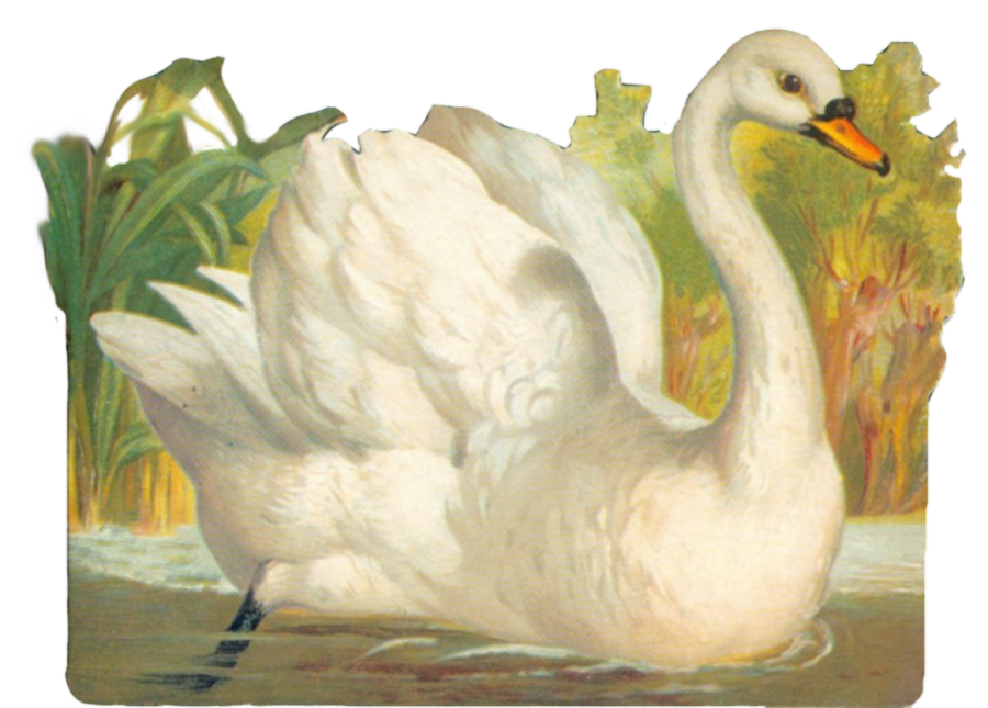 Vintage Swan Clipart By Jinifur