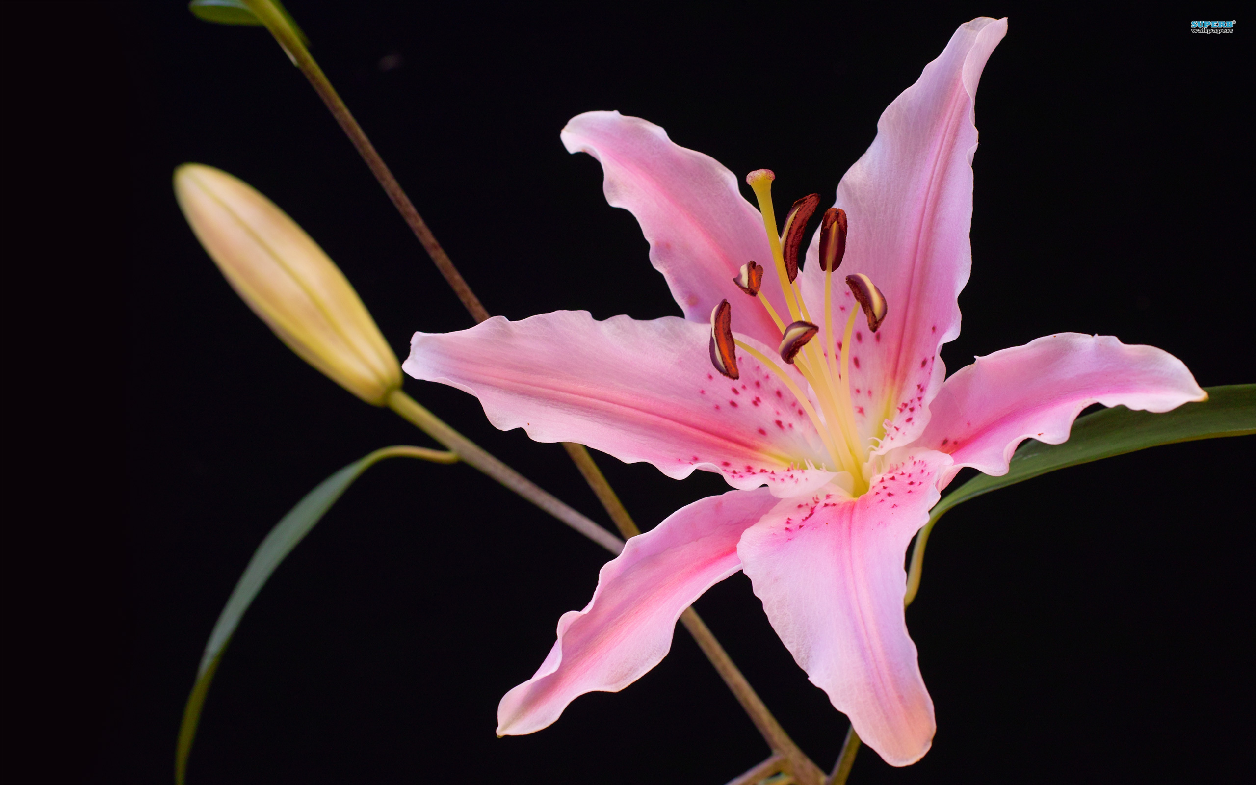 Lily Flower Wallpaper