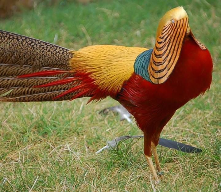 Best Image About Pheasants Golden Pheasant On