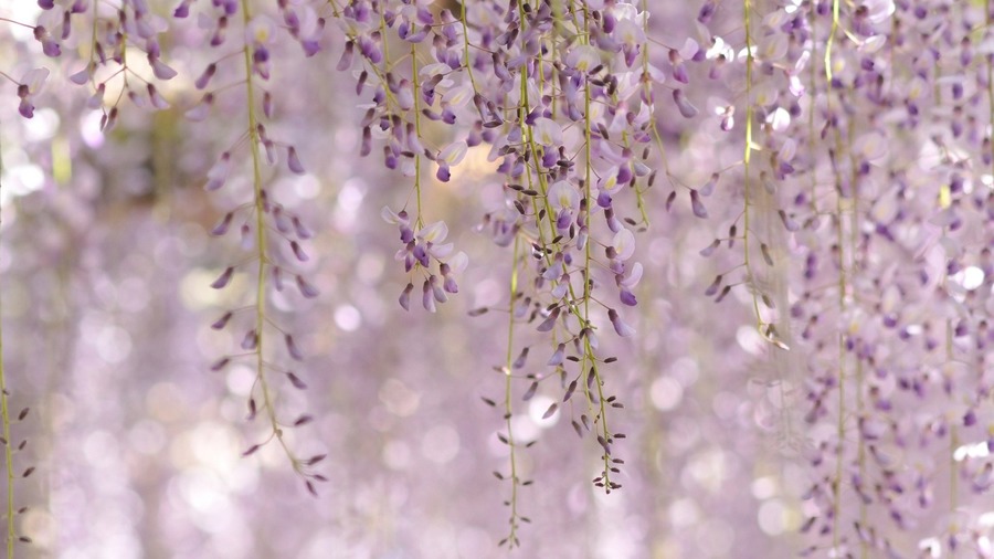 Wisteria Background Wallpaper High Definition Quality